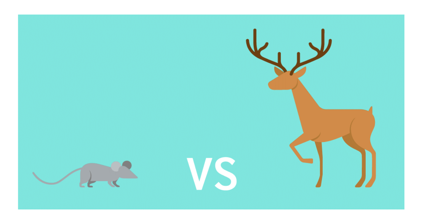 Mouse vs antelope